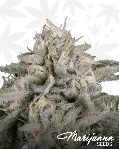 Skywalka Cookies min