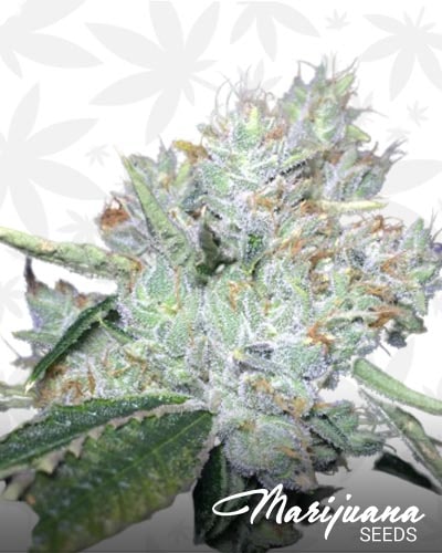 Skywalker OG on Fire min