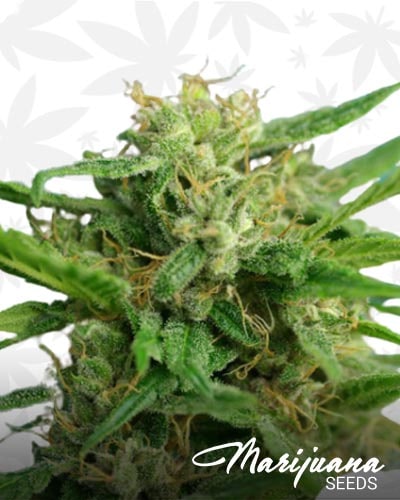 Smokey Bear Auto min