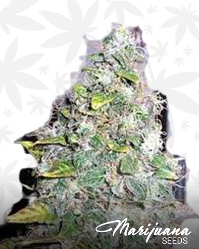 Smurfberry min 1
