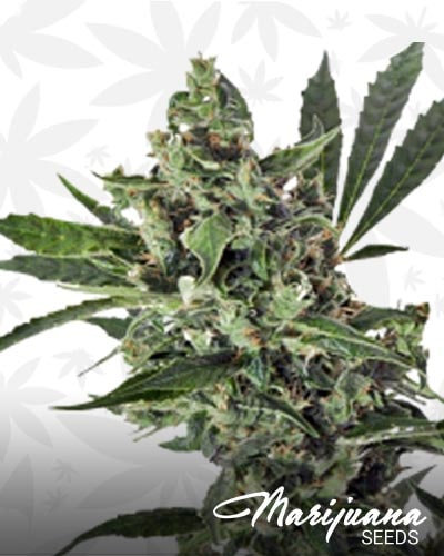 Snake Oil OG min