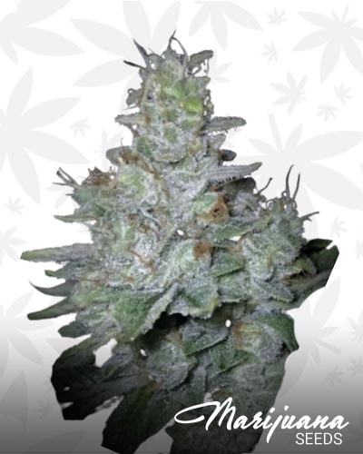 Snoop Triple OG min 2