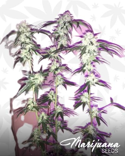 Snoop Valley OG min
