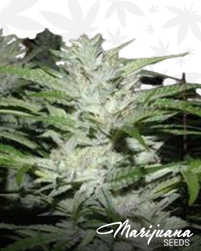 Snow Fire OG min
