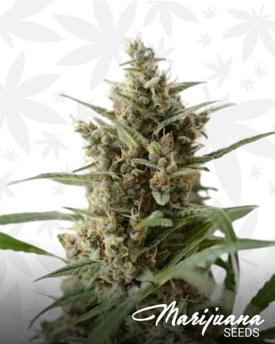 Snow Queen Automatic min