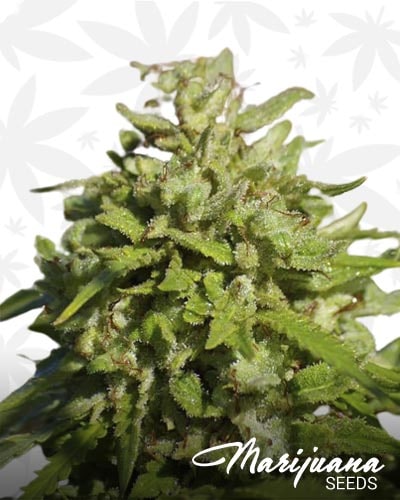 SnowBerry Blue min 1