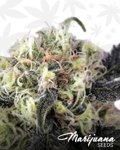 Snowbud min