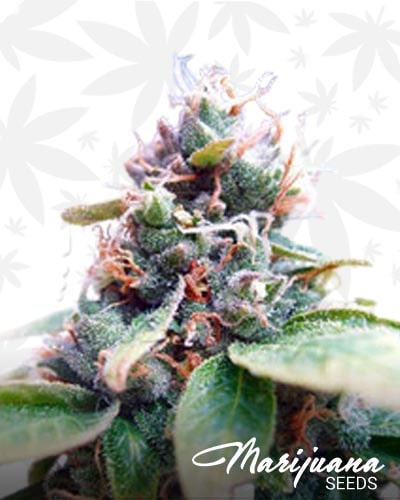 Snowcap Romulan min