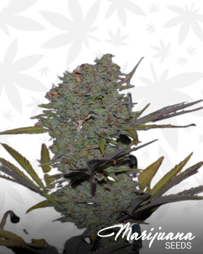 Snowdawg BX