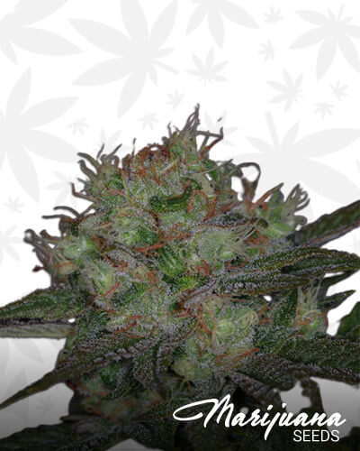 Snowdawg II