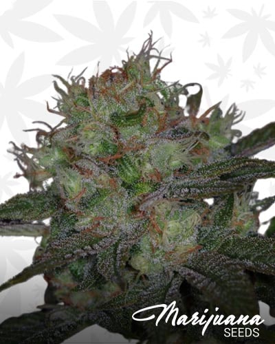 Snowdawg min