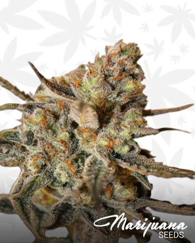 Snowpack