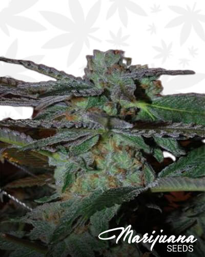 SnozzBerry