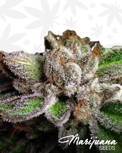 So Cal Master OG