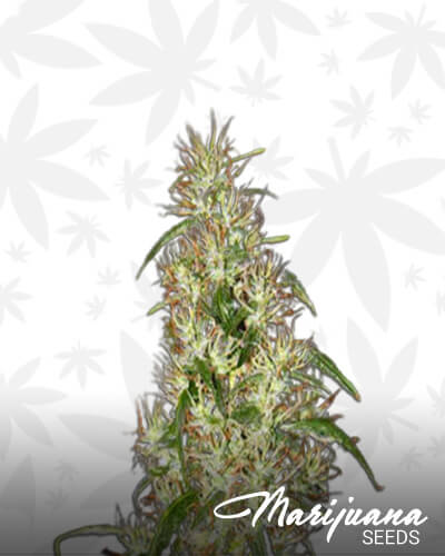 So High Sativa