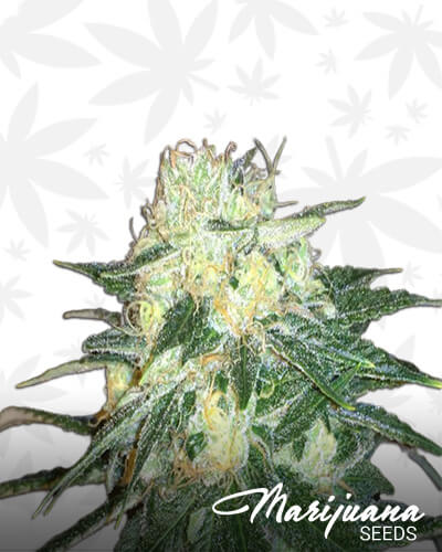 SoCal Dawg