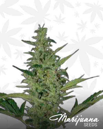 Sol Haze