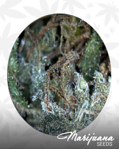 Solar Fire