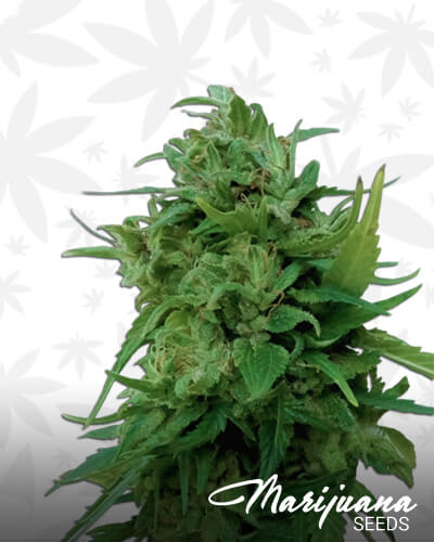 Solomatic CBD