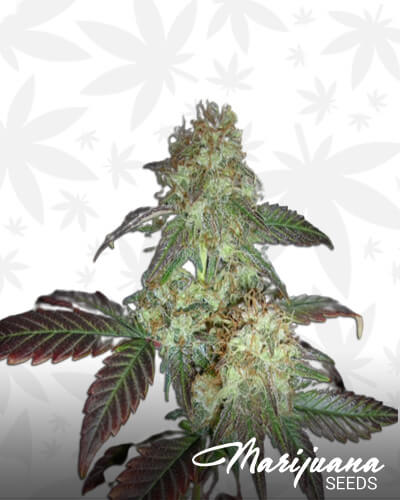 Solomons Herb