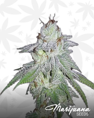 Solo’s Stash x Biker 1