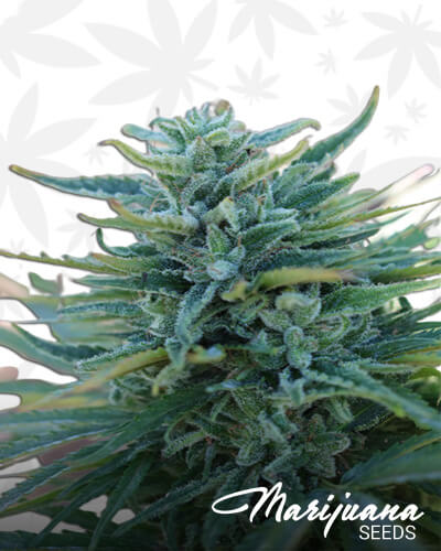 Somango X