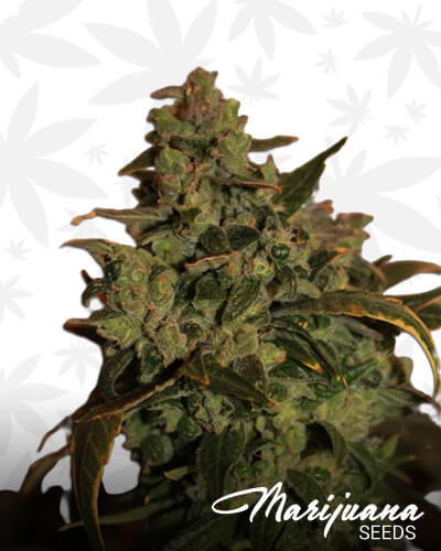 Somango XL