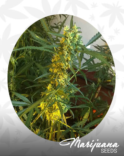 Somango x SCBDx