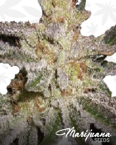 Sour Berry