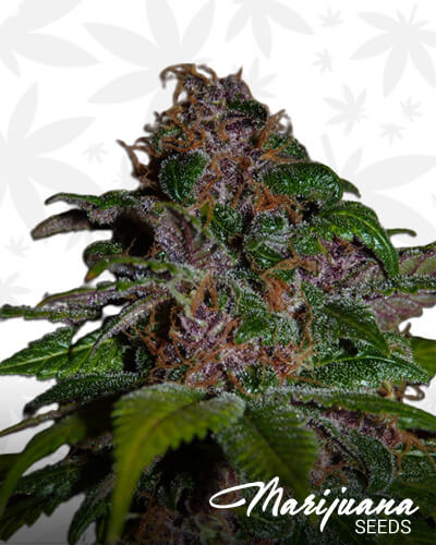Sour Cherry
