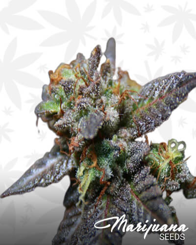 Sour Crisp Cookies