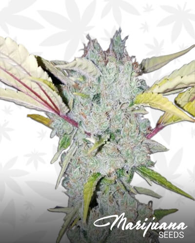 Sour Cyclone