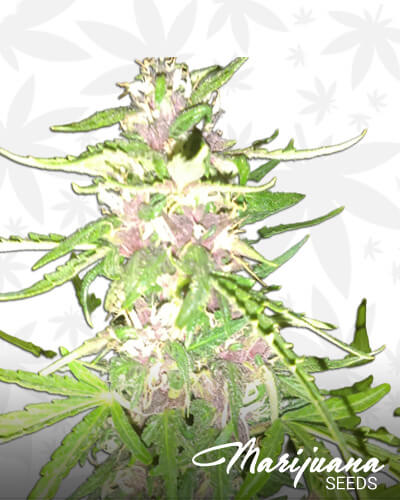 Sour Daddy Auto