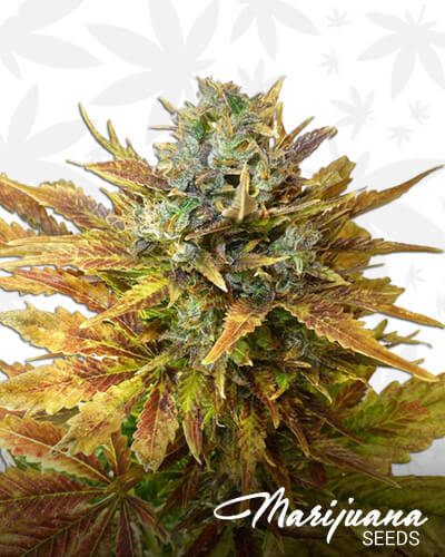 Sour Diesel Abduction