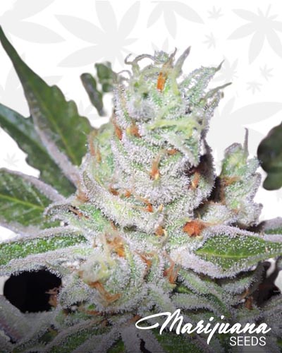 Sour Dubble x Querkle