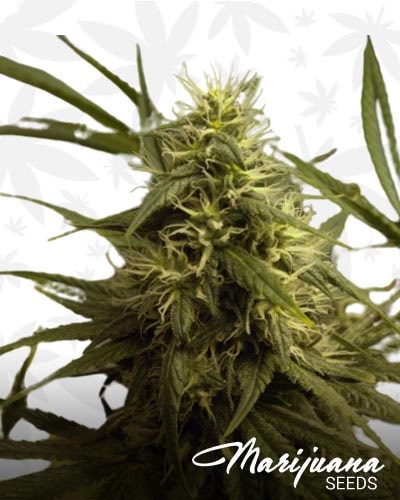 Sour Grape Skunk min 1