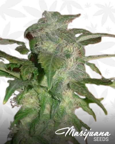Sour Lemon Diesel min