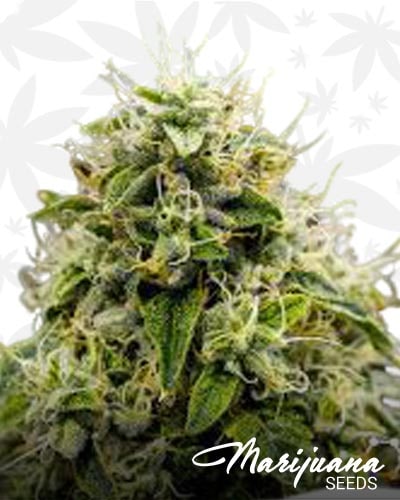 Sour Lemon Larry min