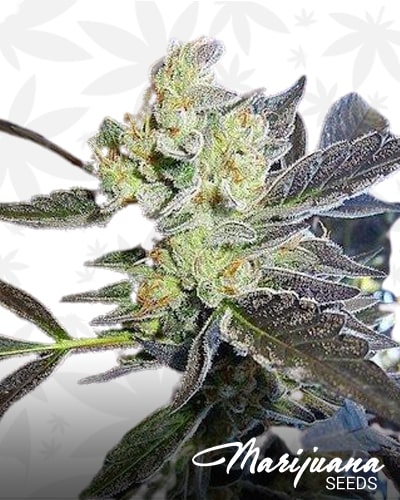 Sour Queen min