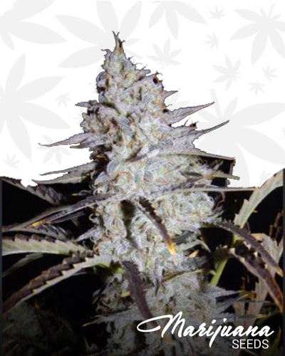 Sour Stomper min