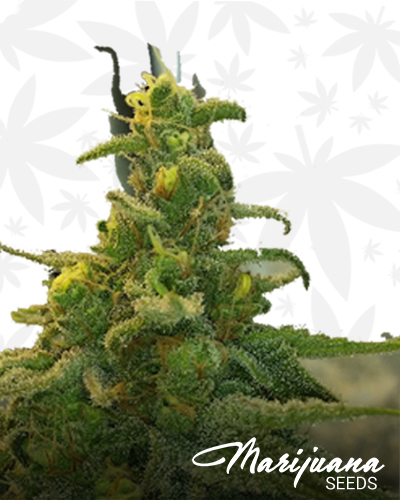 Sour Strawberry OG