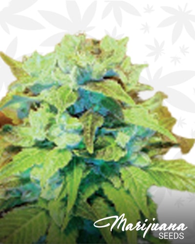 Sour Tropical D min