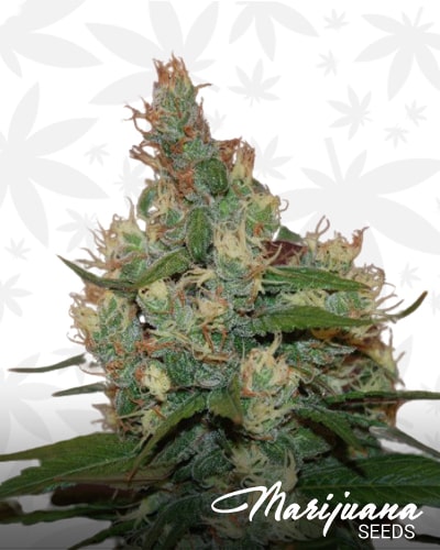 Sour Turbo Diesel min