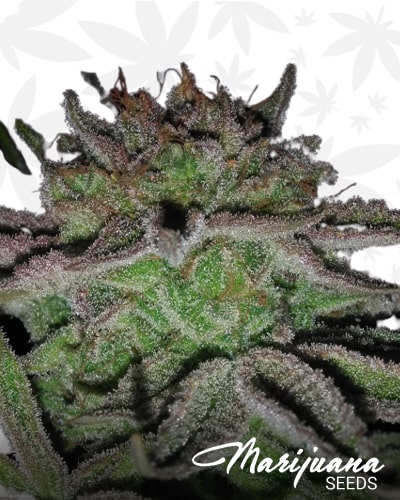 Sour Zkittlez min