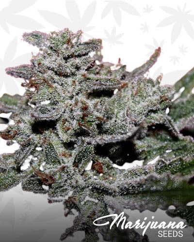 Sour larry pebbles min 1