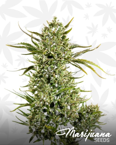 Space Queen x Grape Crush min