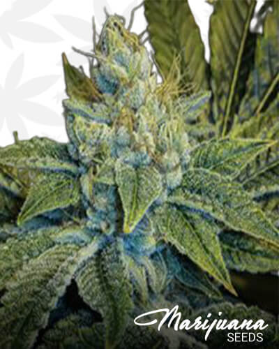 Spartan Kush 1