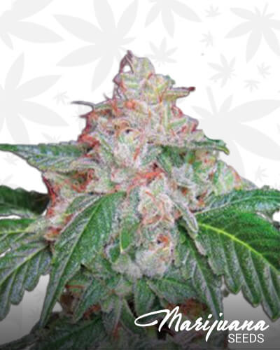 StarKush 1
