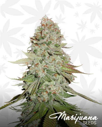 Sticky Monkey GG4 min