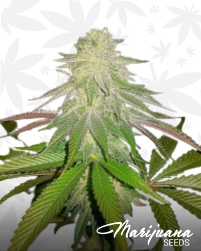 Sticky Sherbert min